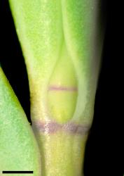 Veronica societatis. Leaf bud with acute sinus. Scale = 1 mm.
 Image: W.M. Malcolm © Te Papa CC-BY-NC 3.0 NZ